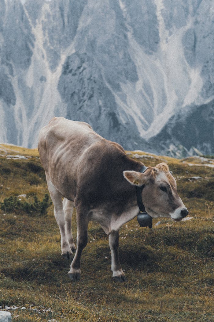 Close-up of a Cow in the Pasture