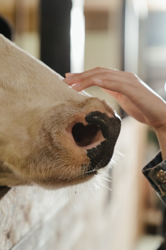 Person Holding White and Brown Horse